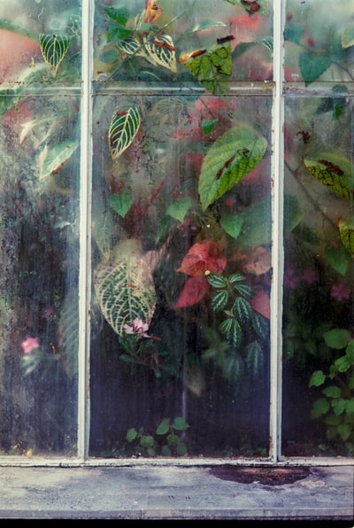 绿叶植物在透明的玻璃窗后面